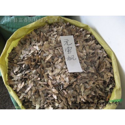金邊胡頹子 金邊胡頹子球 金邊胡頹子苗 綠化苗木 大量出售