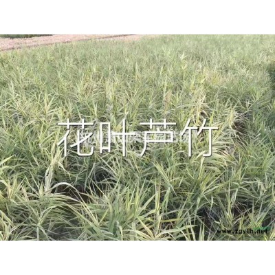 浙江蕭山大花六道木價格優(yōu)惠