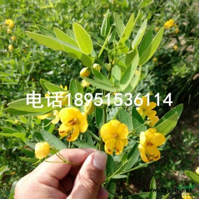 傘房決明價格