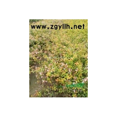 【江蘇草花基地批發】地中海莢蒾，宿根福祿考，花葉薄荷，天人菊