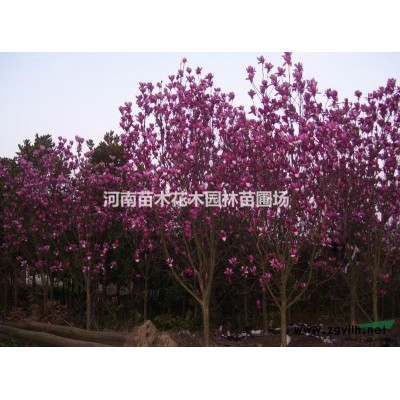 景觀花木價(jià)格：傘房決明,沙地柏,山茶花,珊瑚樹(shù),十大功勞