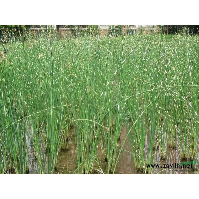 地中海莢蒾、地中海莢蒾球、地中海莢蒾苗、歐洲莢蒾、歐洲莢蒾球