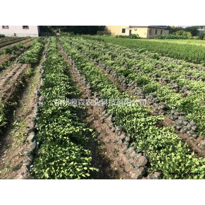低價直銷//蕭山地中海莢蒾杯苗，苗粗壯