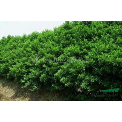 莢蒾地中海莢蒾 歐洲莢蒾色塊小杯盆栽毛球綠化工程