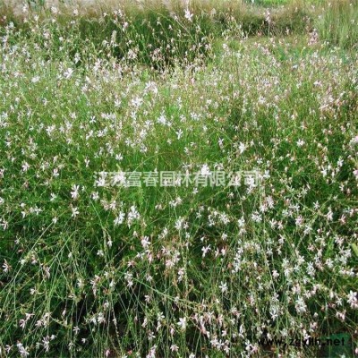 地中海莢蒾球花境植物 加侖盆苗 杯苗 袋苗 大桶苗 價格