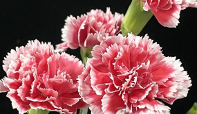 華中農(nóng)大研究團(tuán)隊(duì)解析康乃馨花色花型花香調(diào)控密碼