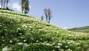 云花產(chǎn)業(yè)發(fā)展再創(chuàng)佳績 產(chǎn)值首次突破千億大關(guān)