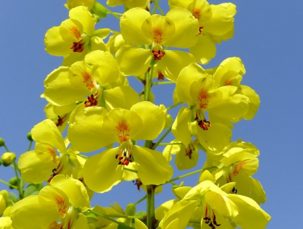 成都鮮花山谷：云實(shí)花開流金溢彩 開發(fā)應(yīng)用前景廣闊