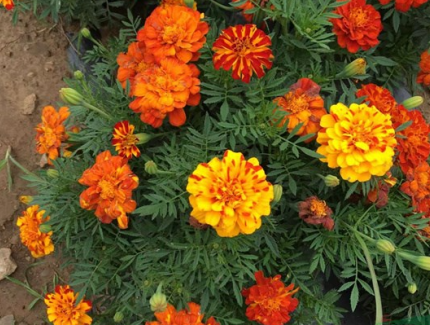 云花太空育種及創(chuàng)新技術(shù)研發(fā)成果豐碩