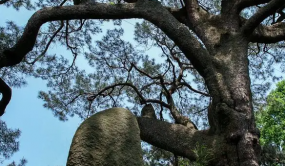浙江推進(jìn)重點(diǎn)提案辦理 凝聚古樹保護(hù)合力