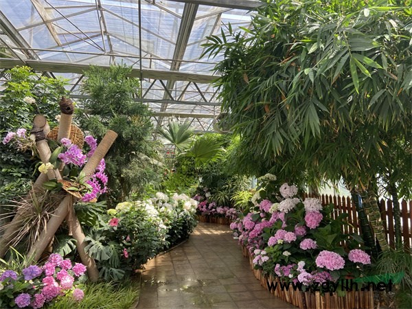 花大色艷的繡球花營造的展區景觀 - 復件.jpg