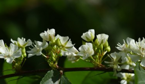 中國特有種平當(dāng)樹落地極小種群野生植物專類園