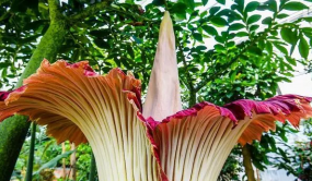 百萬網友線上觀看版納植物園巨花魔芋開花過程