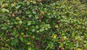福建將樂推進油茶產業發展